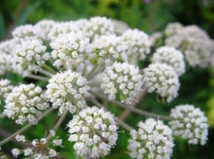 Malattia allergica e omeopatia 