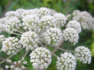 Omeopatia roma bambini allergici