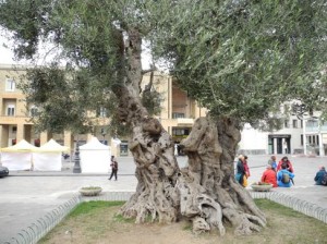 Olive Fiori di Bach e omeopatia